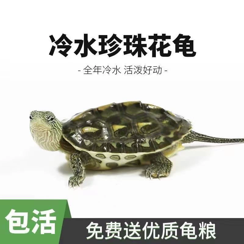 Живые жемчужные черепахи, цветочные черепахи, тайваньские травяные черепахи, съедобные черепахи, черепахи для декора, долговечные черепахи, оптовая продажа от заводов-производителей.