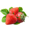 [E -commerce purchase] Cream strawberry seeds fruit seed seed seed seed seed seedlings family spring, autumn and winter potted grass