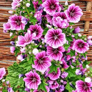 ���N���\���N���G�����X�ϻ������N�����ļ��׻�ߗU¶��ͥԺ����