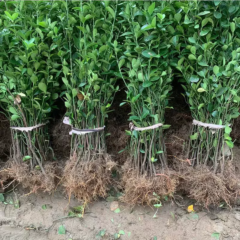 Рассада падуба на открытом воздухе озеленение растения настенный забор рассада пейзаж крупнолистовой рассада деревьев Хоккайдо морозостойкий вечнозеленый