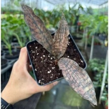 ���~��Ƥ�m��䌚�Rѩ�y�{��߅��β�m���Դ���ֱ��