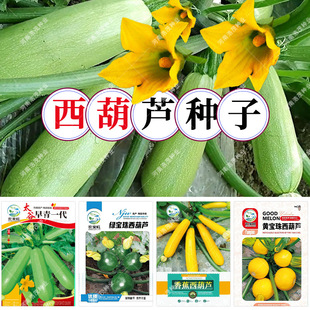 ���l�㽶�����J�ϷN������һ���G�S���鷬���ǹ��ļ����߲˷N��