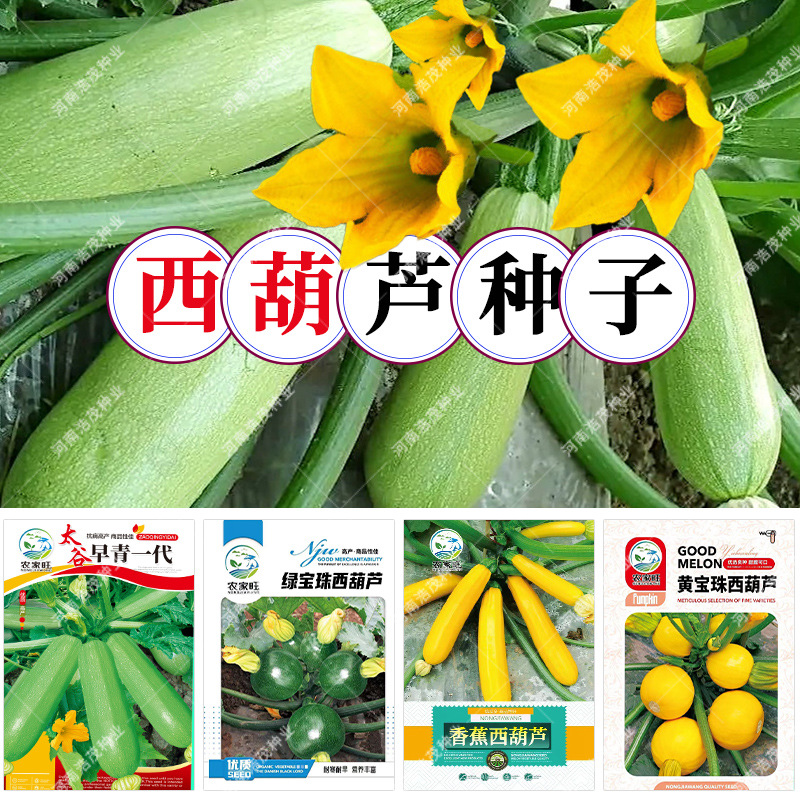 批发香蕉西葫芦瓜种子早青一代绿黄宝珠茭角瓜四季播孝感短瓠子籽