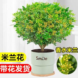 Perfume Milan Flower Saplings Indoor Living Room Desktop Flower Potted Plants Easy to Live and Bloom in All Seasons, Good to Grow Mosquito Repellent Green Plants