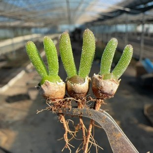 Bihuan Ring Branch Apricot Family Root Plant Mini Flower Rabbit Flower