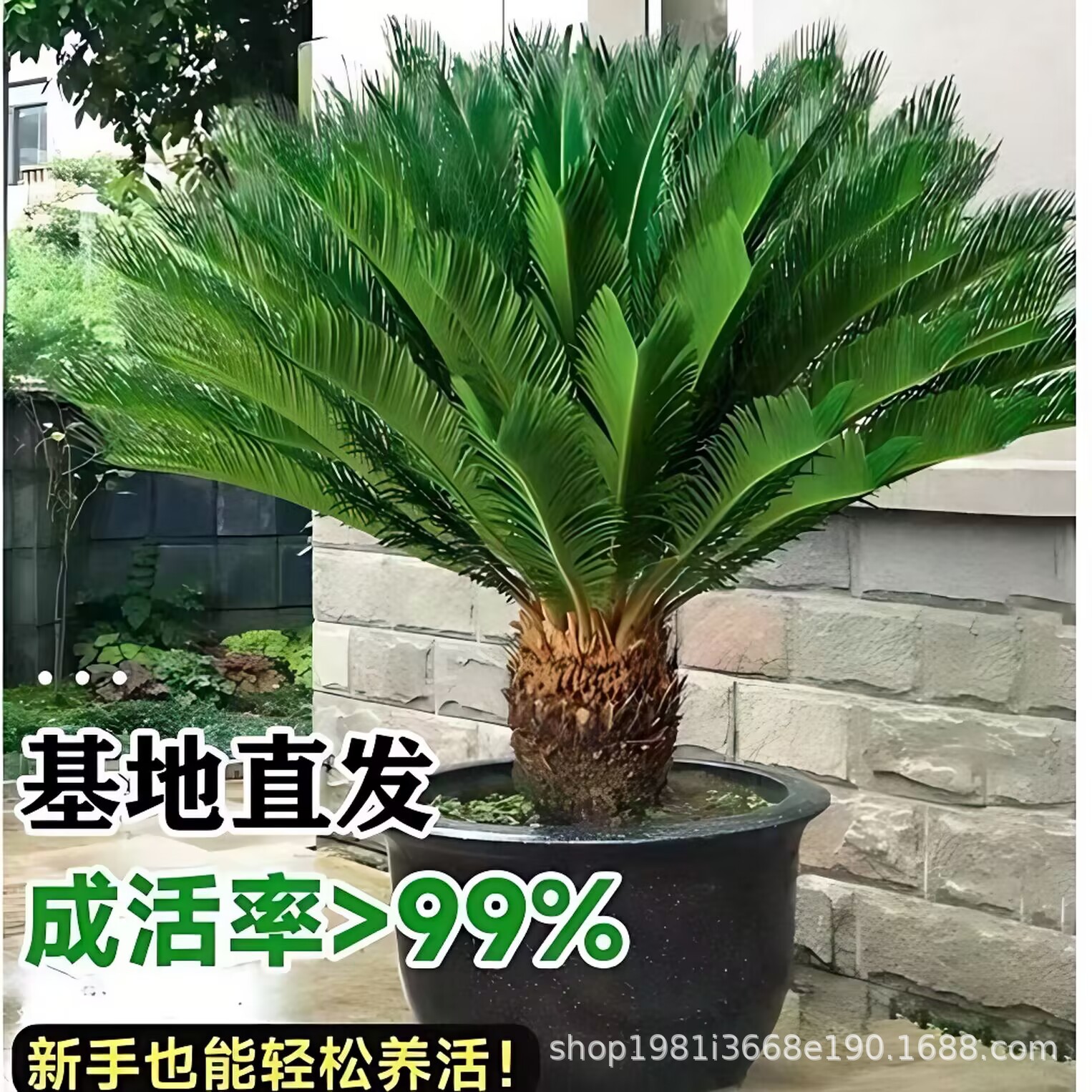 耐寒耐热铁树盆栽苗四季常青家居绿化办公室客厅大型盆景绿植花卉