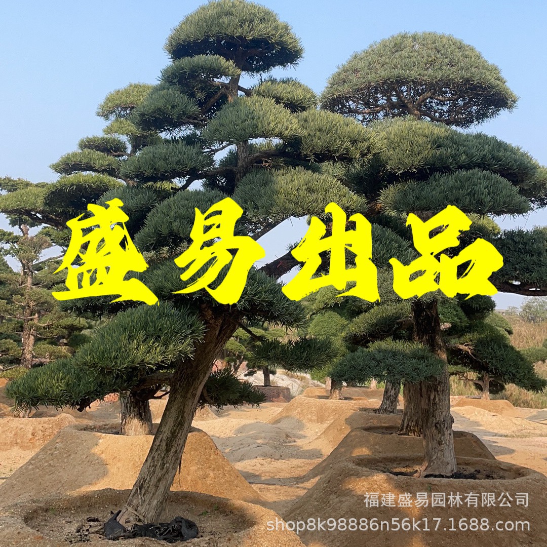 浙江温州国产罗汉松 江西造型罗汉松S弯罗汉松盆景公司大门造景树