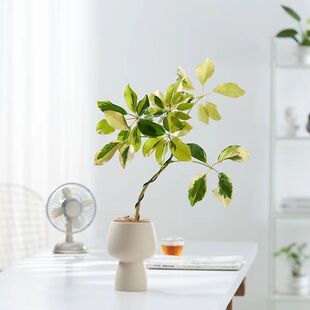 �k���������h֦���~���_ľ����ľ�lؔ��˷���ؔ�W�tֲ����B�Gֲ