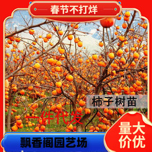 һ�����l���Ә���޽��ձ�������̨�辰�ϱ���ͥԺ�Nֲ�o�˺���