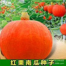 高产红栗南瓜种子春秋季香甜糯四季蔬菜种孑红蜜板栗贝贝南瓜种籽