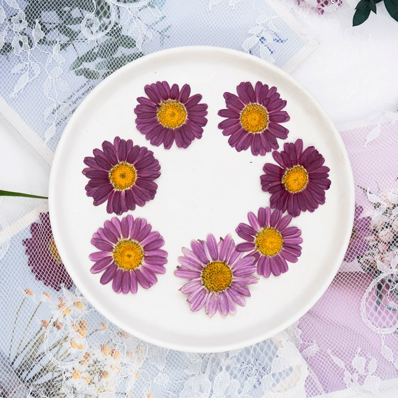 Маргарет образец сушеного цветка DIY материал сумка капельный клей мобильный телефон оболочка Ароматерапия Свеча дизайн ногтей фото лепесток макияж