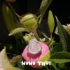 385NV Concubine Smiling Water Drop Buddha Pendant Necklace ~ No box