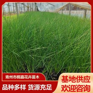 �N��ˮ�[�������ݻ��� ˮ��ֲ��ӵ��G�����Ĳ��� ��о������С��