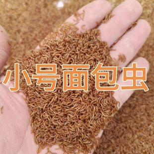 Live Mealworms, Yellow Mealworms, Live Larvae, Spiders, Scorpions, Stone Frogs, Lizards, Food, Mealworms 1cm