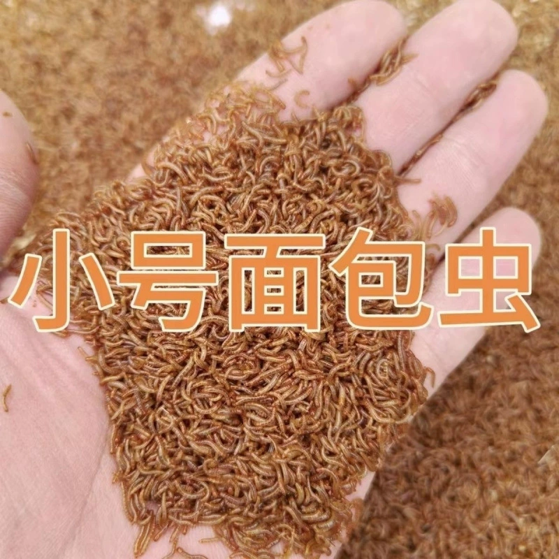 Живые мучные черви, желтые мучные черви, живые личинки, пауки, скорпионы, каменные лягушки, ящерицы, корм, мучные черви 1cm