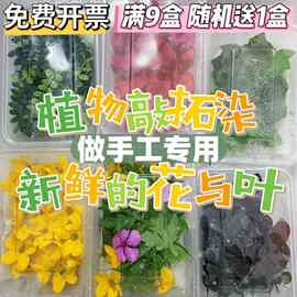 植物拓染鲜花 混搭组合新鲜叶子花卉绿植 拓印植物新鲜材料