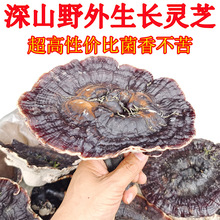 广西深山金边灵芝半野生可切片整枝紫灵芝丛林黑芝非东北长白山