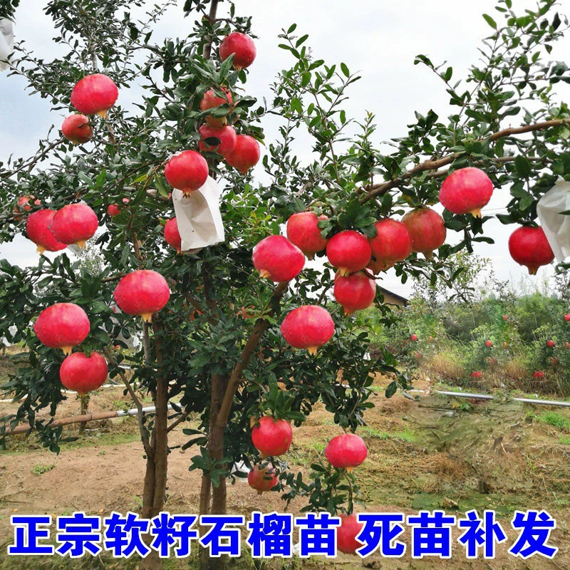 Саженец гранатового дерева Тунис Мягкий Семян Двор Фруктовое дерево в горшке Южная Северная Посадка Саженец гранатового дерева