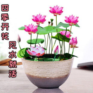 һlɏˮֲ˯ɏļ_҃ȻܾGֲ̨^pɻ