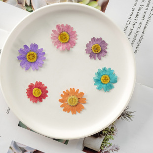 Paying attention to dyed chrysanthemum embossed dried flowers wholesale plant specimen teaching photo frame bookmark handmade children's flower drop glue
