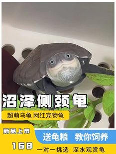 西非侧颈龟苗宠物活体沼泽侧颈龟网红龟微笑宠物造景龟可挑仰泳龟-阿里巴巴