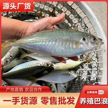 东山岛生态养殖巴浪鱼批发 鲜活竹夹鱼巴浪鱼养殖海鱼海鲜水产