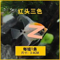 Красочная Кумилус тропическая наблюдательная рыбка живая ласточка-рыба перуанский Мо Ян синий дьявол мелкая рыбка бесплатная доставка