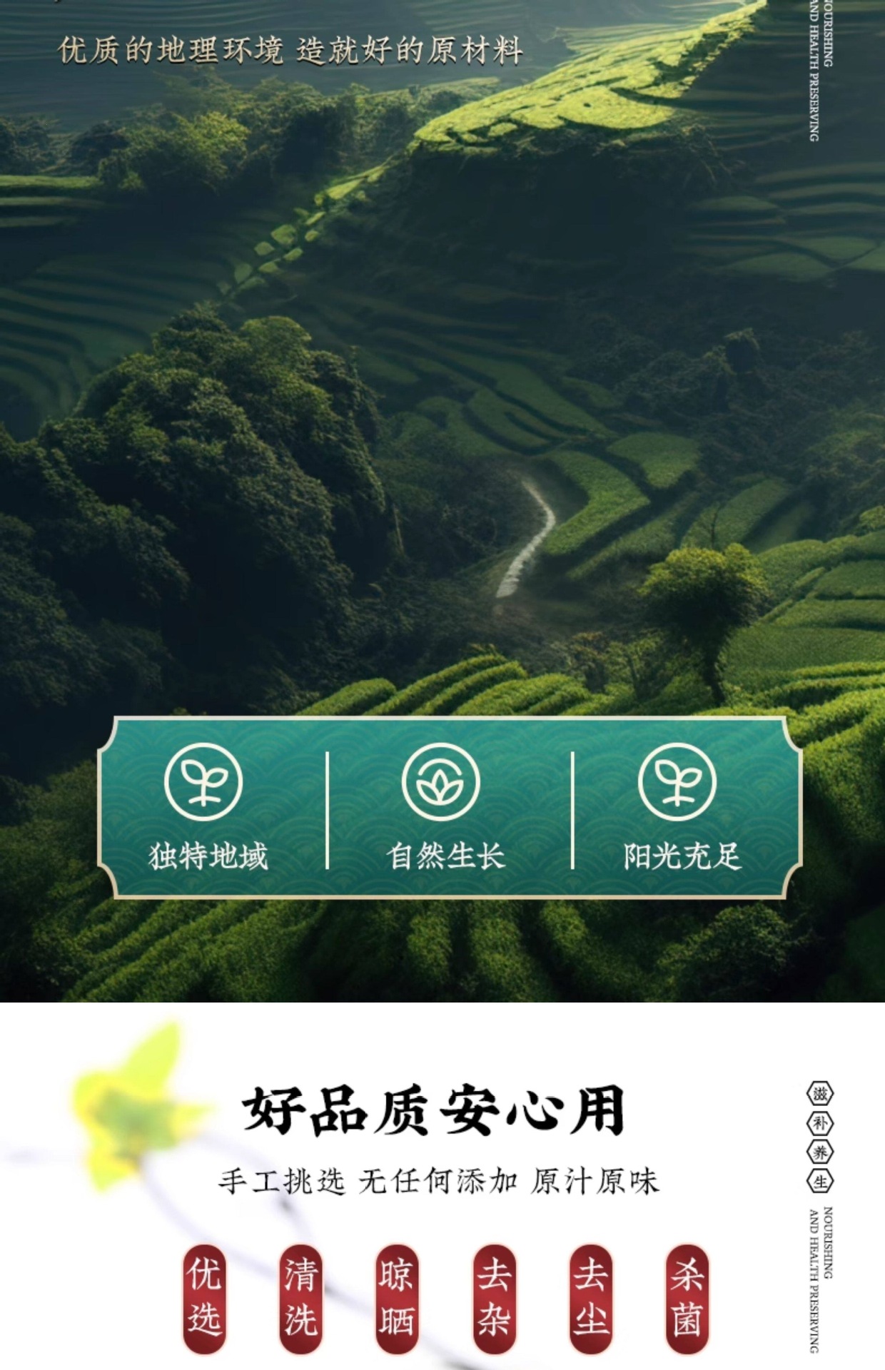 Dried Pine Needles Song Zhen 松针 1000g Loose Herbal Tea Masson Pine Needle Tea quality and texture