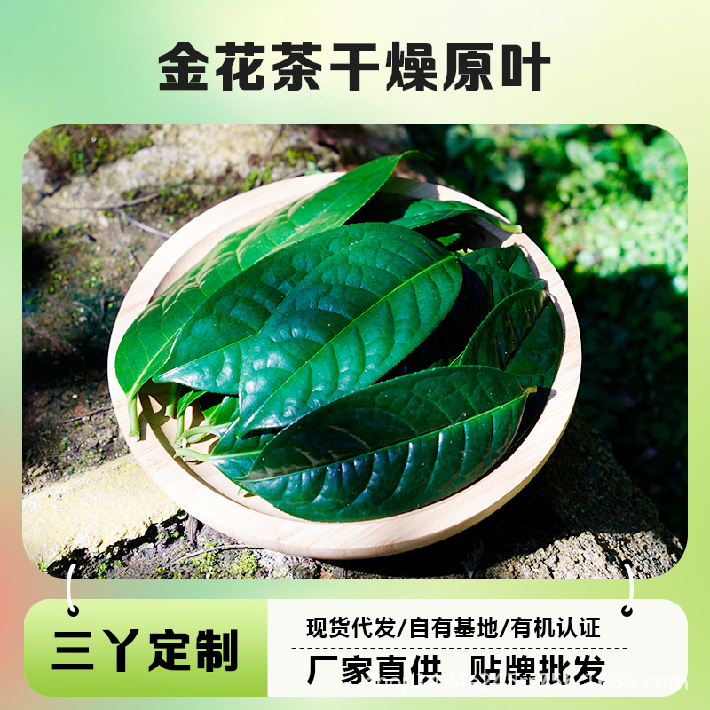 非防城金花茶干燥叶杀菌叶金花茶原叶冻干叶整张鲜叶十万大山