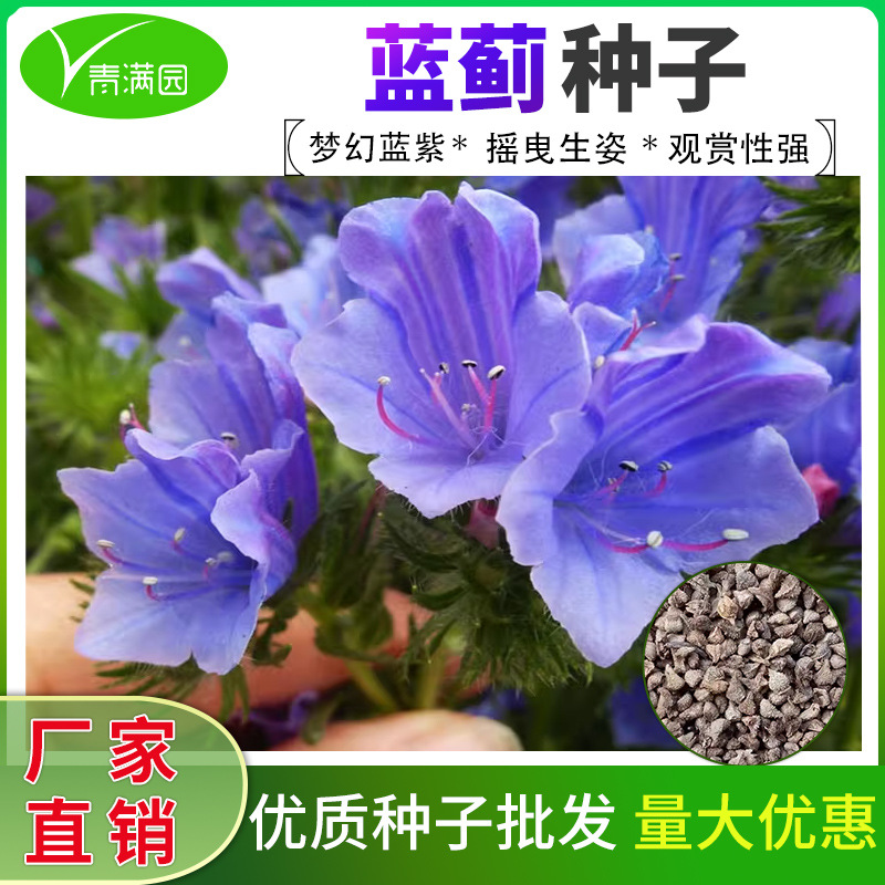 批发蓝蓟种子蓝草球蓟牛舌草种籽长花期观花卉花坛室外盆栽花种籽