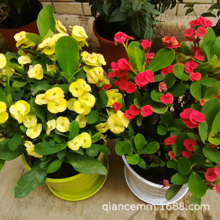Tiger thorn plum blossoms in the four seasons burst pot plant iron begonia potted indoor and outdoor flower seedlings to feed the green plants Tiger thorn plum blossoms in the four seasons burst pot plant iron begonia potted indoor and outdoor flower seedlings to feed the green plants