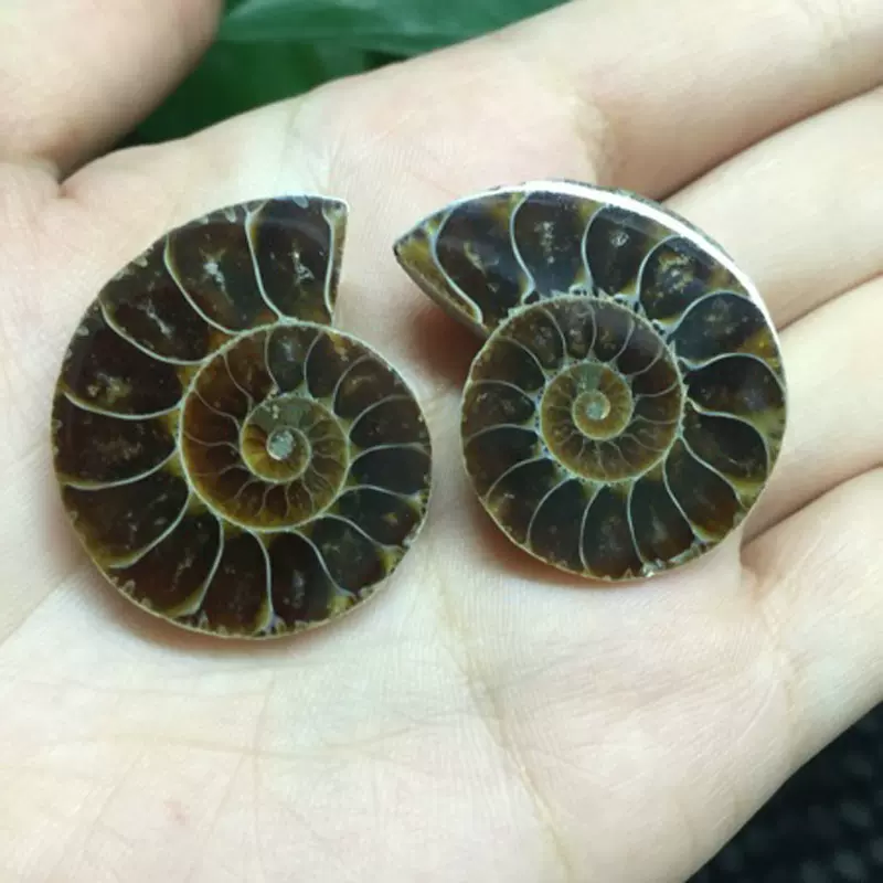 马达加斯加海螺化石小切片 开片螺 菊石 古生物化石 教学标本