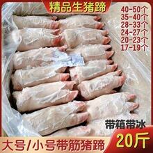 猪蹄冷冻带筋猪手带筋猪脚饭店卤菜净重17斤烤冷冻商用跨境批发