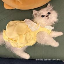 猫咪衣服夏季薄款可爱南瓜裙布偶猫英短蓝猫防掉毛宠物狗狗公主裙