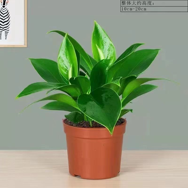 마약왕 [90호 컵간이대야] 1인분 + 영양액