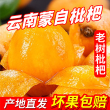 【顺丰包邮】云南蒙自枇杷高山新鲜采摘老树香甜多汁一件代发批发