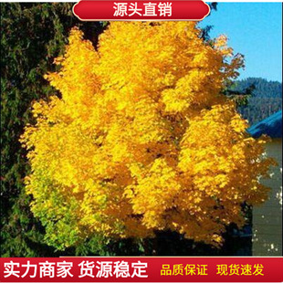 �t���N���S�����N�� Ų���S��� �Sɫ�uצ������˹�D���S�����