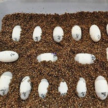 5���b����������ʯ���S��ʯ�ߵ���������ܾ��������|�ı���͸��