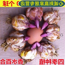 百合种球香水百合花种球带芽大球百合种子花卉植物室内盆栽多年生