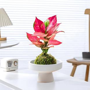 ̦�\�����tˮ��ֲ�������k���҃ȾGֲ�����՚�����ȩ���˺��B��