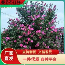 һlľȘͺͥ͟ԺGذ깤hľ