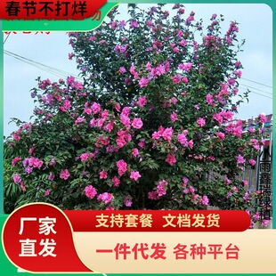 һ�����lľ�Ș����ͺ��͟�����ͥԺ�G���ذ깤����h����ľ������