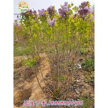 㻨eͥԺͺLN϶㻨ԝ㻨