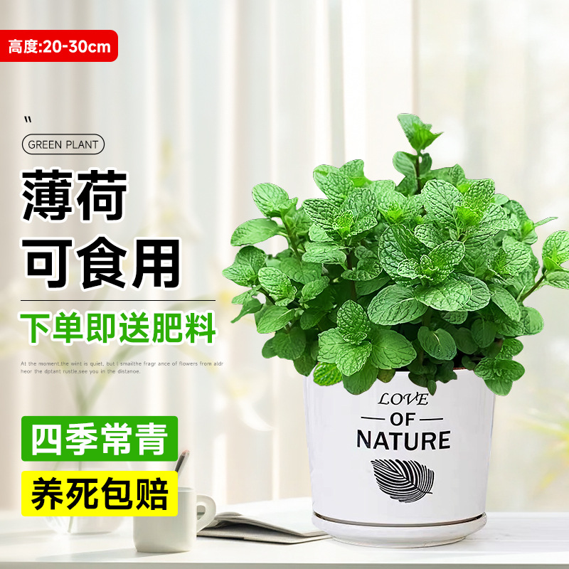 食品級大盆薄荷【愛與自然盆】