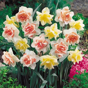 Zhangzhou Narcissus Bulbs Are Water-Cultured Hydroponic Potted Plants, Indoor Florals That Bloom in All Seasons and Are Easy to Grow and Live with Large Seeds