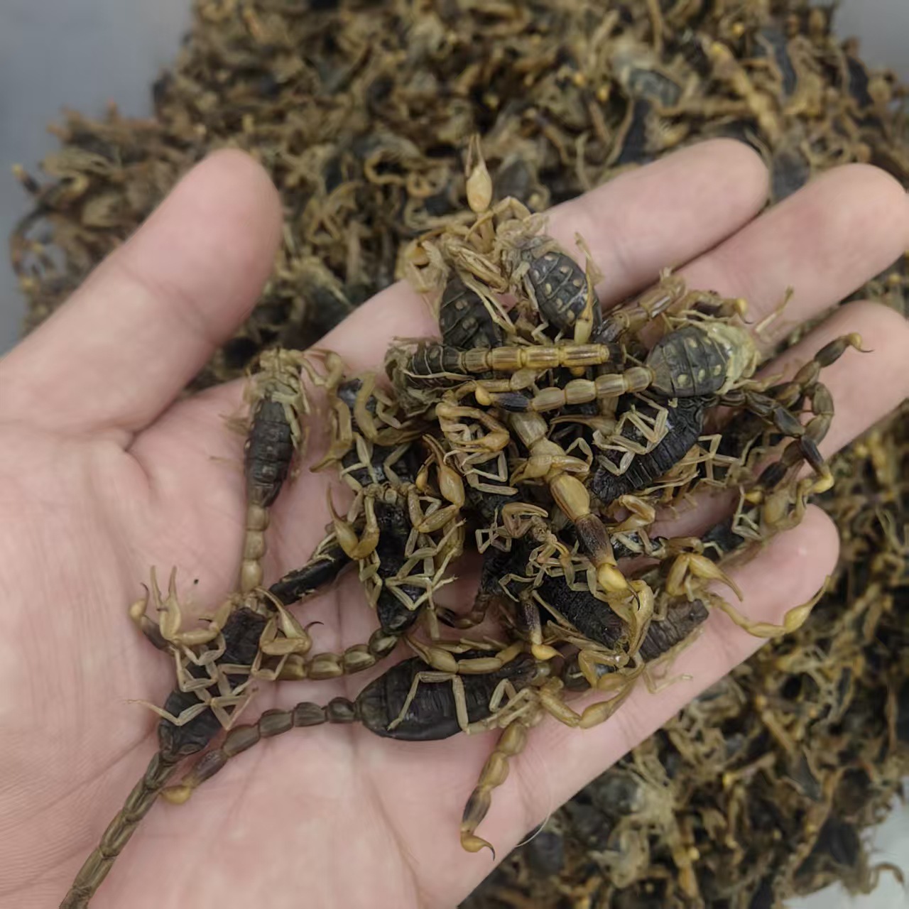 Dried Whole Scorpion Quan Xie 清水全蝎 Buthus martensii Whole Body Traditional TCM Herb 100g key features