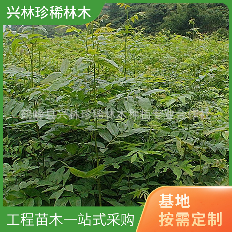 绿化工程 园林 苗圃供应 青钱柳 道路绿化青钱柳  青钱柳苗苗木