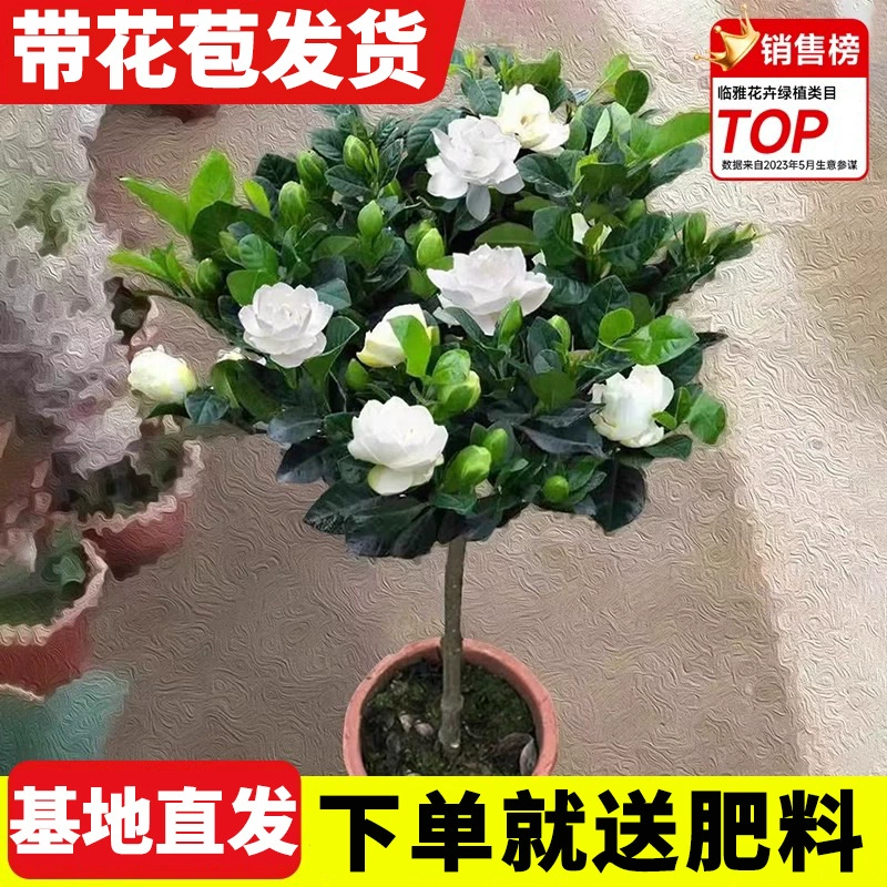 Цветы и зеленые растения в горшках Gardenia, основание для одиночного стебля, прямая доставка, цветение круглый год, ароматные балконные растения, простота в уходе.