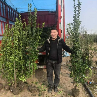 丛生北海道黄杨四季常青带土球耐寒好养庭院篱笆绿篱植物冬青树苗