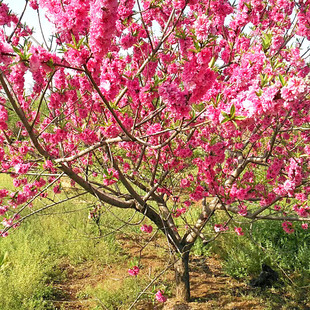 �G��������ľ�����ұ��� �����һ����̘� ������ ���˱��Ҙ���